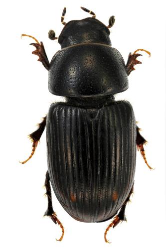 Euorodalus paracoenosus